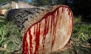 شجرة تنزف دماء عند قطعها