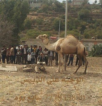 عروض خليجية لشراء الجمل الوفي (فيديو)