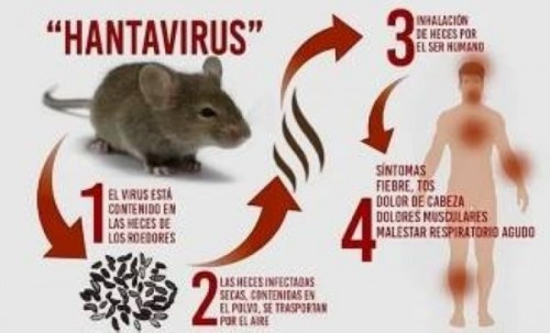 فيروس "هانتا" بعد "كورونا".. هل يجب الحذر من "الفيروس الجديد"؟
