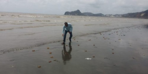 حماية البيئة تُعلّق بشأن ظهور الميدوزاء على ساحل أبين
