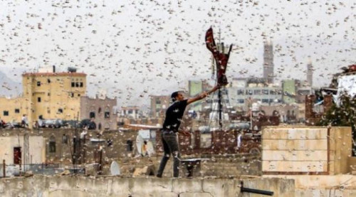 أسراب الجراد تقتحم صنعاء والحوثي يتهم السعودية !