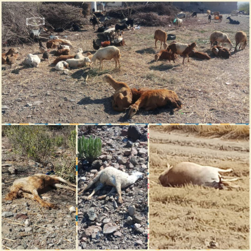 حجر الضالع.. نفوق المئات من رؤوس الأغنام والأبقار بسبب وباء غير معروف والمواطنون يستنجدون