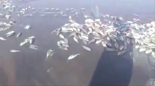 نفوق كميات كبيرة من الأسماك على ساحل أبين