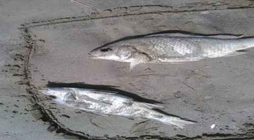 الوزير السقطري يوجه بتشكيل فريق مختص لدراسة ظاهرة نفوق الأسماك بساحل أبين