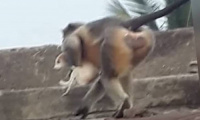 فيلم "كوكب القردة" على الواقع.. مجزرة 250 كلبا على يد قردة