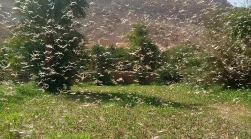أسراب من الجراد تغزو وادي دوعن بحضرموت
