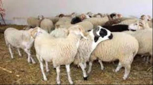 أسعار اللحوم في العاصمة عدن اليوم السبت الموافق ٣ مايو
