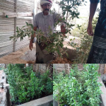 انتهاء مشروع حماية وتأهيل شجرة المنجروف بدعم من برنامج المنح الصغيرة بأرخبيل سقطرى