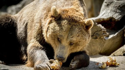 "هجمات الدببة" تثير ذعرا.. واليابان تنشر قوات من الجيش