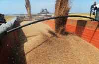 رغم قلة شهرته.. "غذاء خارق" غني بفوائد صحية استثنائية